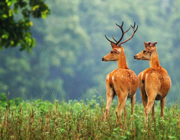 10 Days Jungles of India
