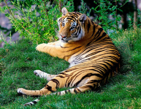 12 Days Tiger, Temple & Taj